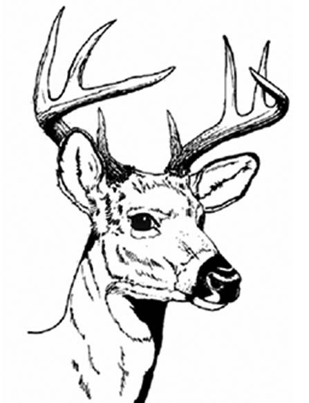 animal head coloring pages behold the legendary whitetails not shallow animal pages head coloring 