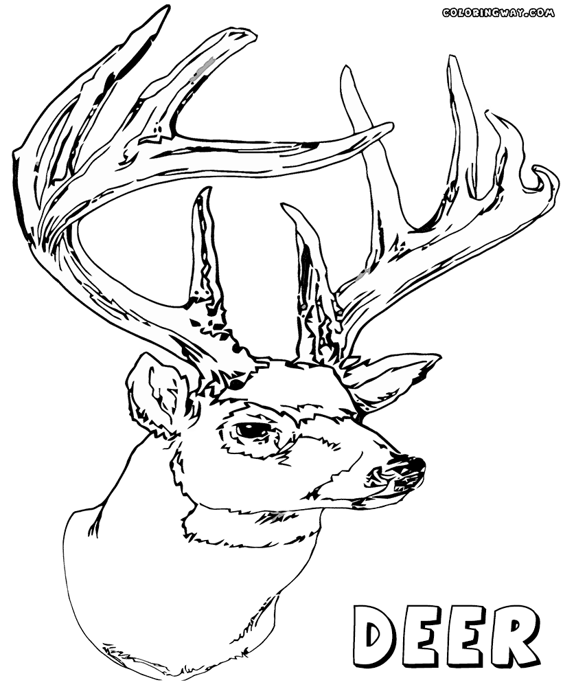 animal head coloring pages deer coloring pages getcoloringpagescom coloring head animal pages 