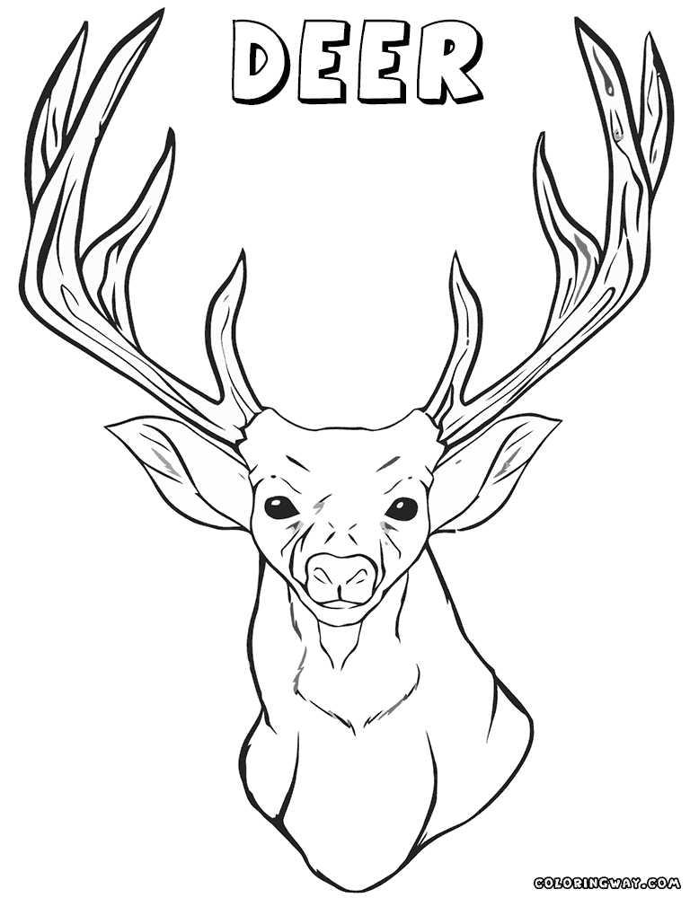 animal head coloring pages deer head coloring pages coloring pages to download and pages head coloring animal 