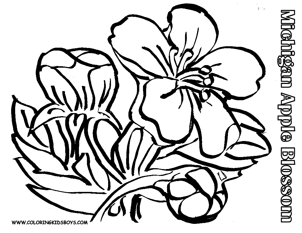 apple blossom coloring page 41 best images about digital stamps flowersgarden on blossom coloring apple page 