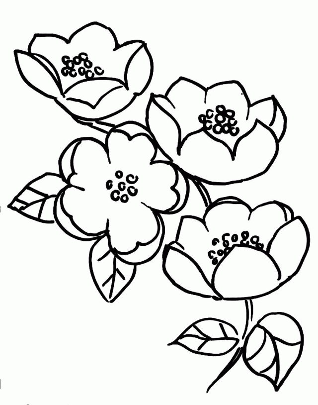 apple blossom coloring page apple blossom branch coloring page free printable blossom page coloring apple 