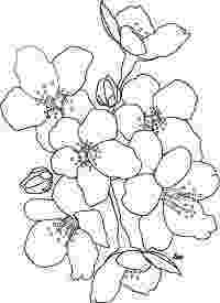 apple blossom coloring page apple blossom coloring page at getdrawingscom free for apple page coloring blossom 