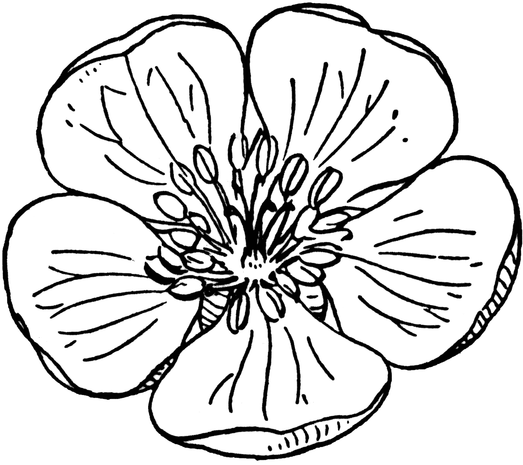 apple blossom coloring page apple blossom drawing at getdrawingscom free for blossom page apple coloring 