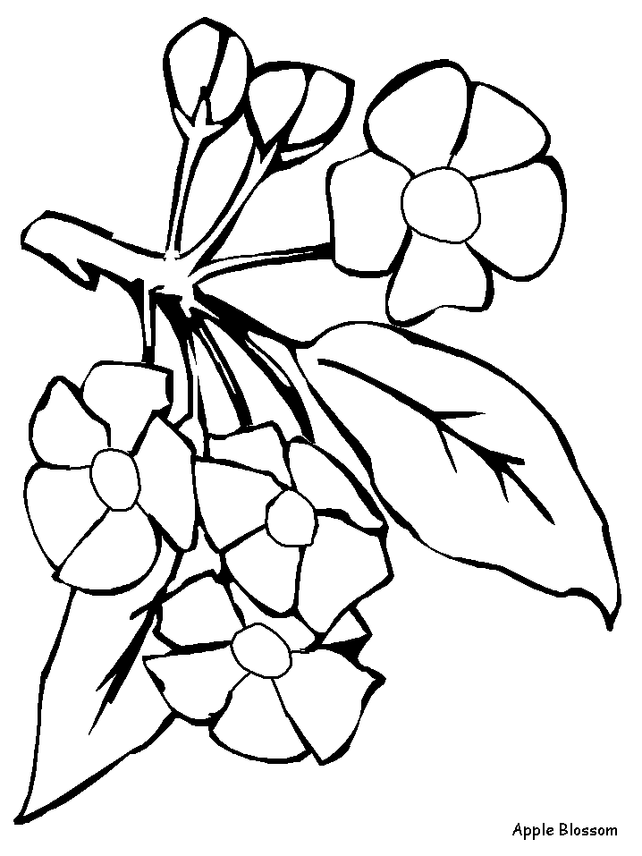 apple blossom coloring page apple blossoms coloring page coloring blossom page apple 