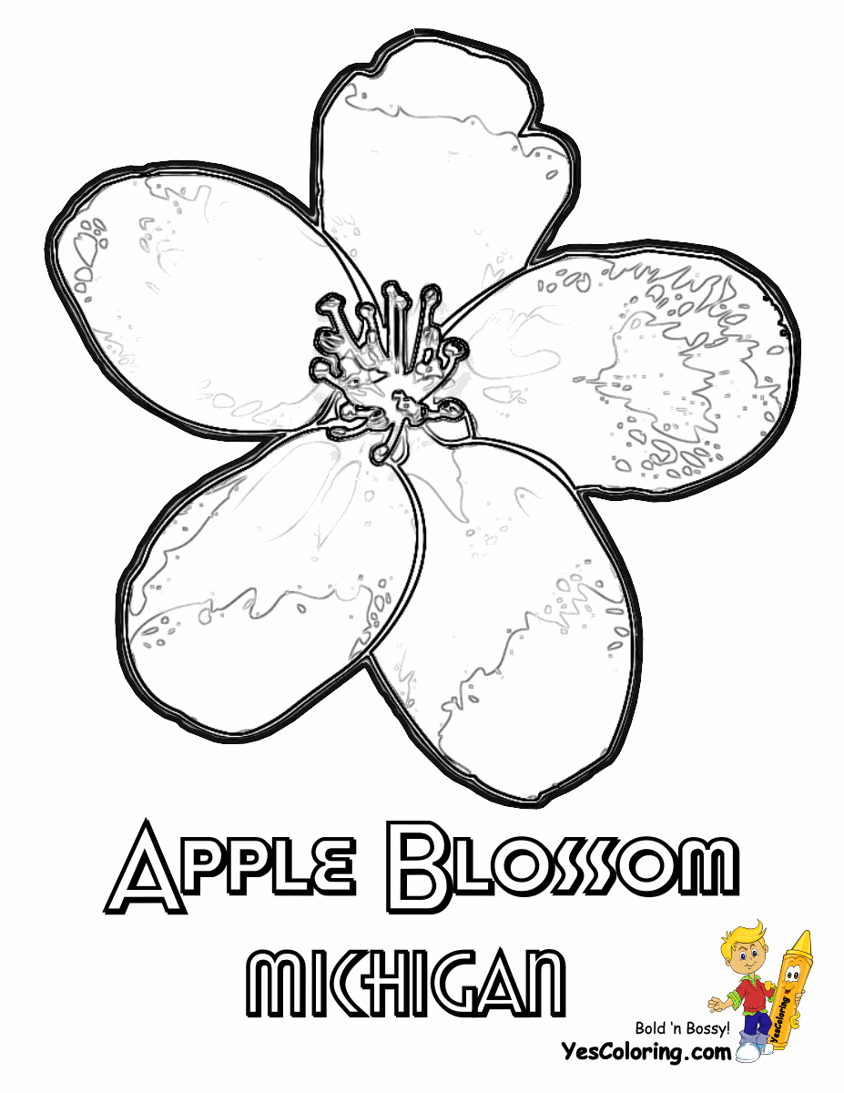 apple blossom coloring page brown school of life the talking earth unit study coloring page apple blossom 