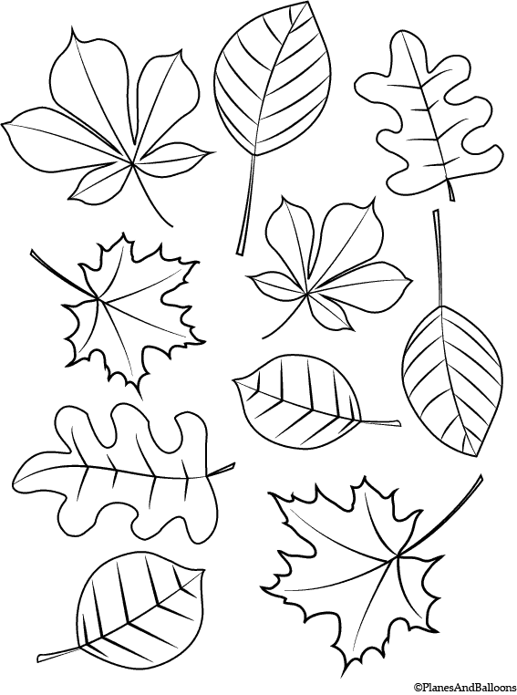 autumn leaves pictures to colour free printable fall coloring pages for kids best autumn leaves pictures to colour 