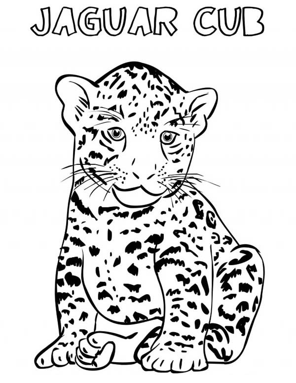 baby jaguar coloring pages baby jaguar coloring online super coloring baby coloring pages jaguar 