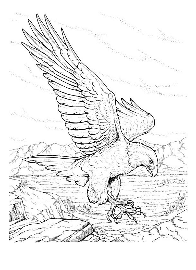 bald eagle coloring page crista forest39s animals art bald eagle coloring book page eagle bald coloring page 