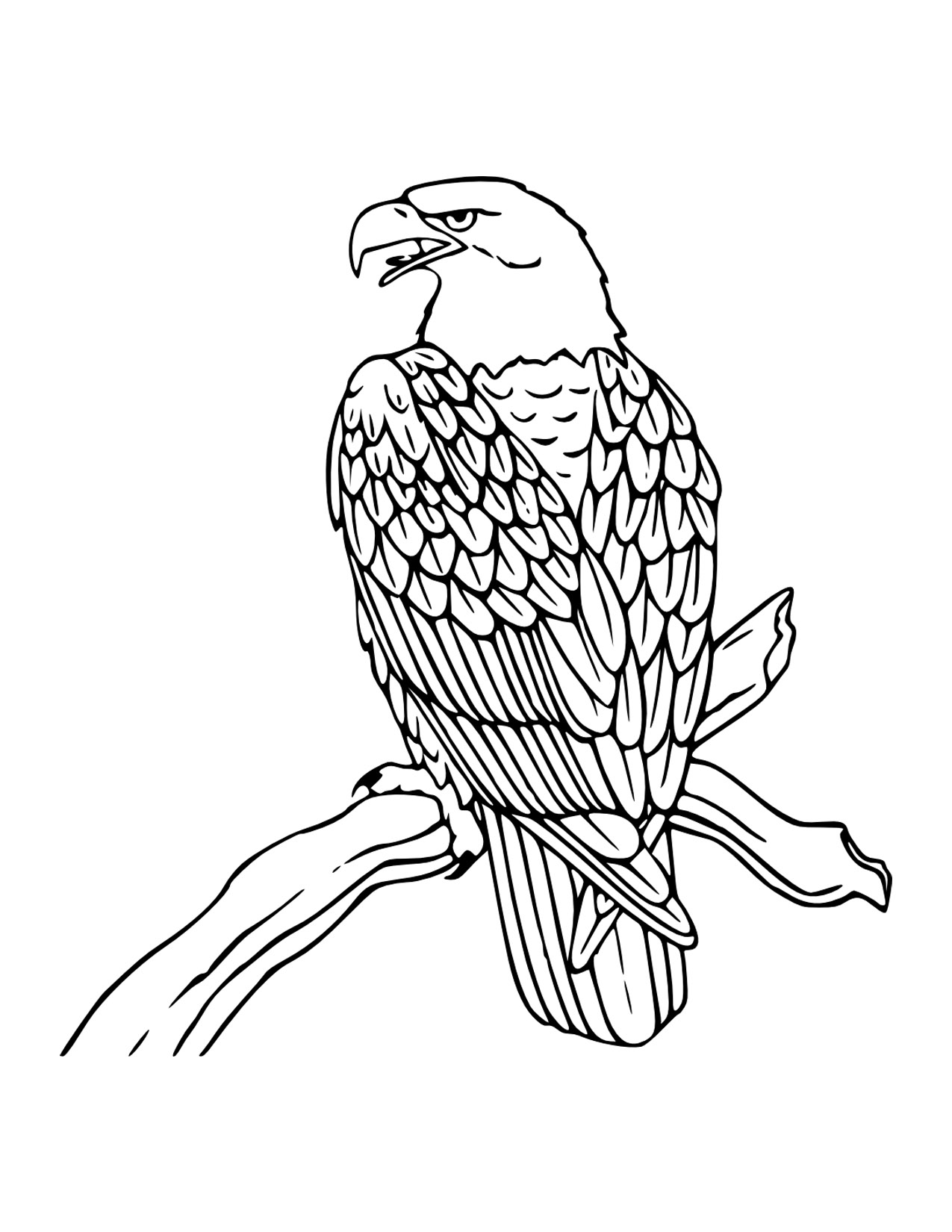 bald eagle coloring page rules of the jungle printable pictures of bald eagle eagle page coloring bald 