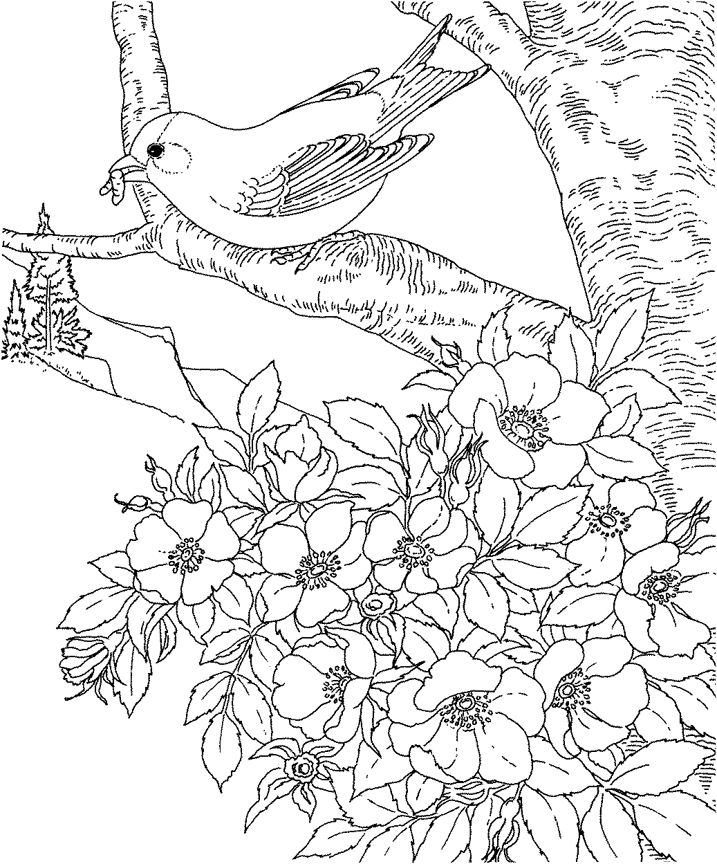 birdsandblooms coloring book state flower and state bird coloring page book coloring birdsandblooms 
