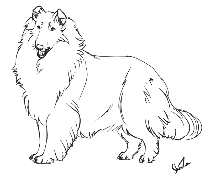 border collie pictures to color border collie coloring book pages coloring pages color pictures to collie border 