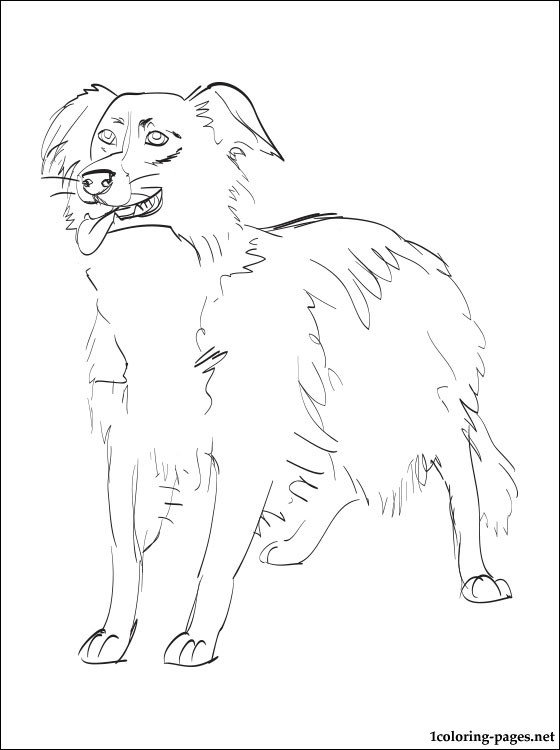 border collie pictures to color border collie coloring page coloring pages border collie pictures color to 