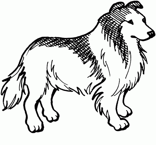 border collie pictures to color border collie free lineart by luchinfakes on deviantart to border pictures color collie 