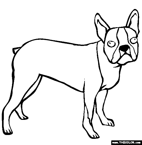 boston terrier coloring page kids puppy coloring pages coloring boston page terrier 