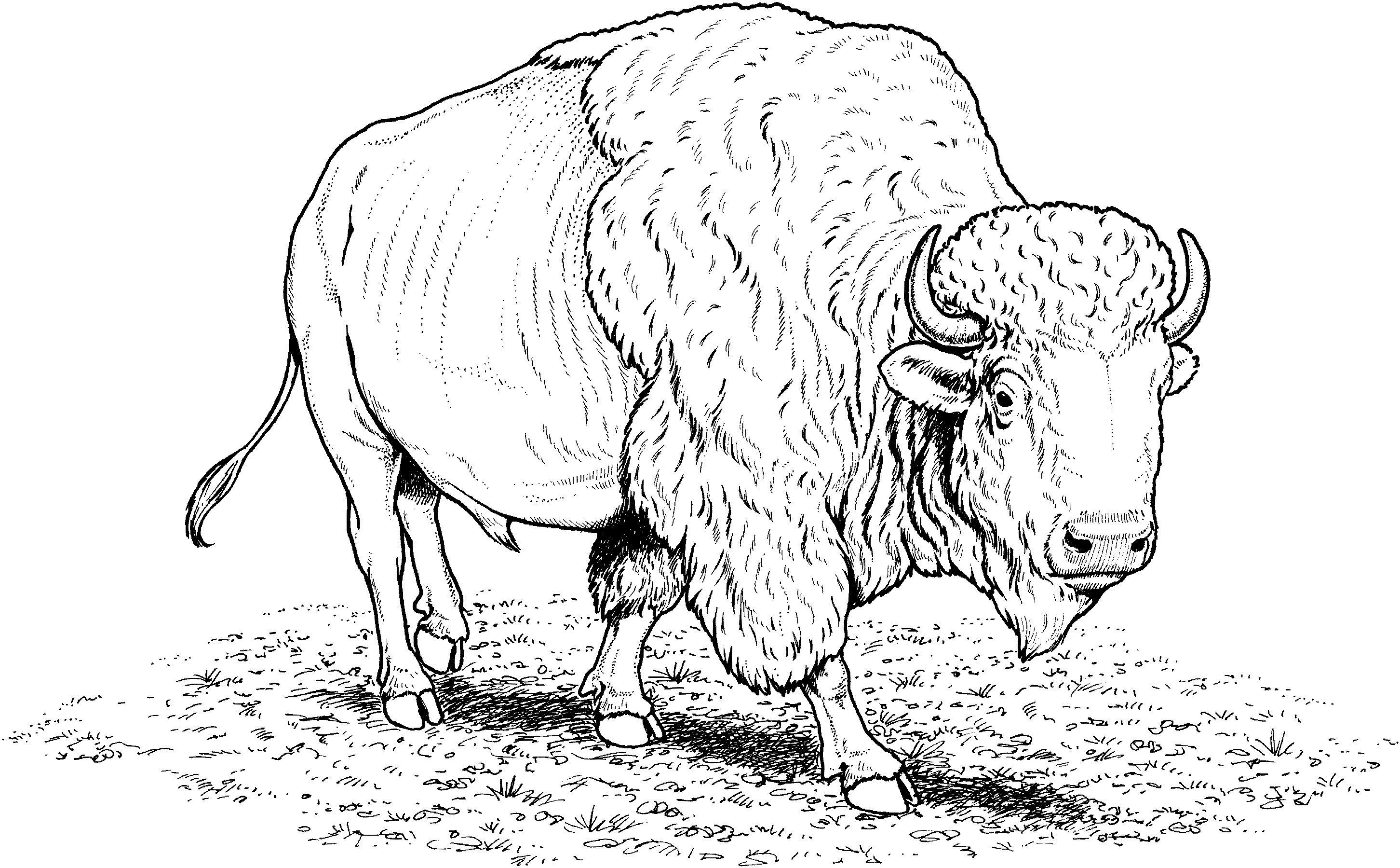 buffalo coloring sheet bison coloring pages sheet coloring buffalo 