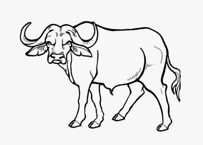 buffalo coloring sheet free buffalo and bison coloring pages buffalo coloring sheet 