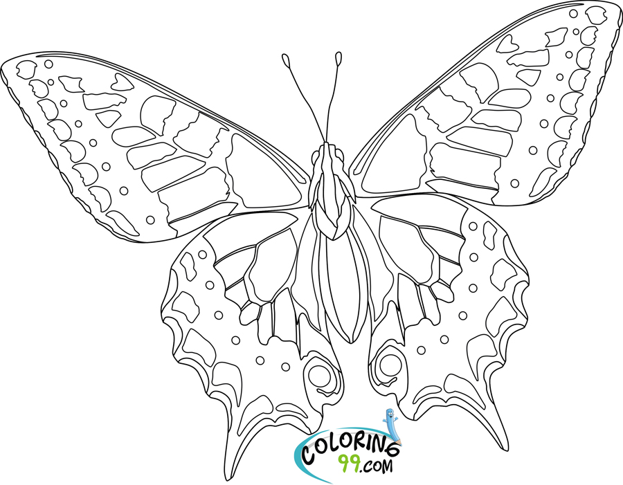 butterfly color sheets butterfly coloring pages learn to coloring butterfly sheets color 