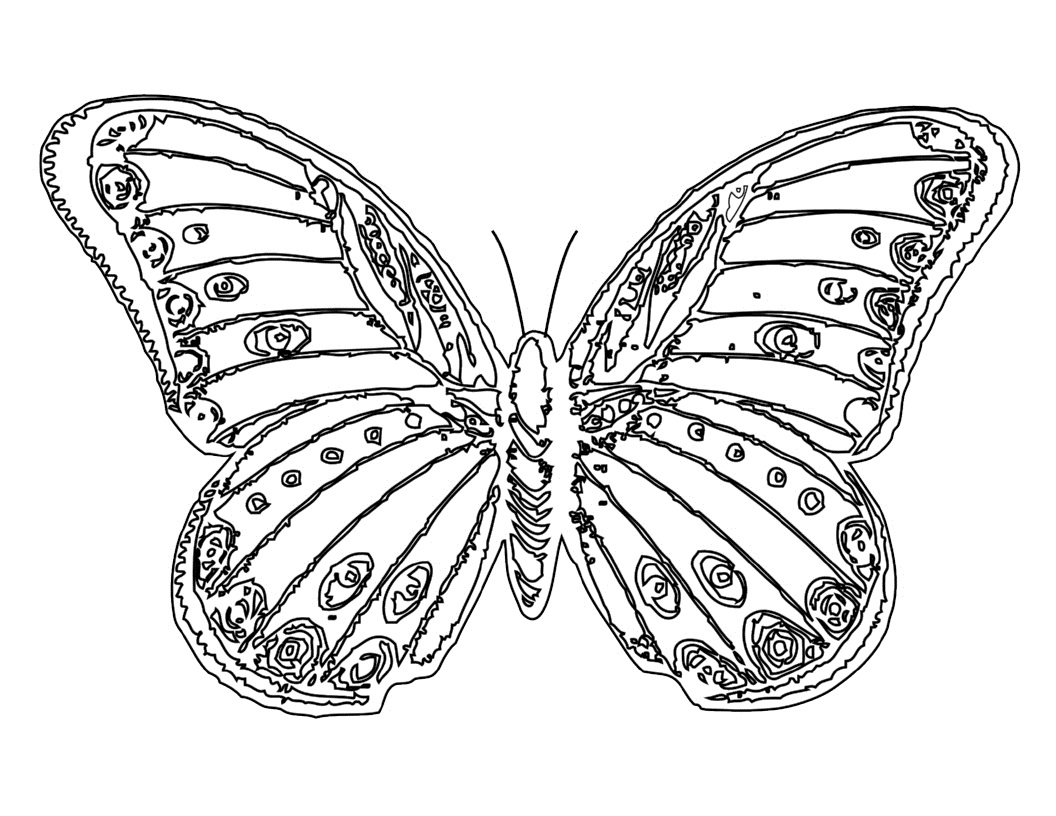 butterfly color sheets coloring pages butterfly free printable coloring pages color butterfly sheets 