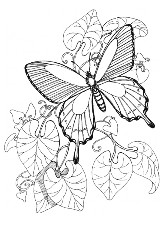 butterfly color sheets free printable butterfly colouring pages in the playroom butterfly color sheets 