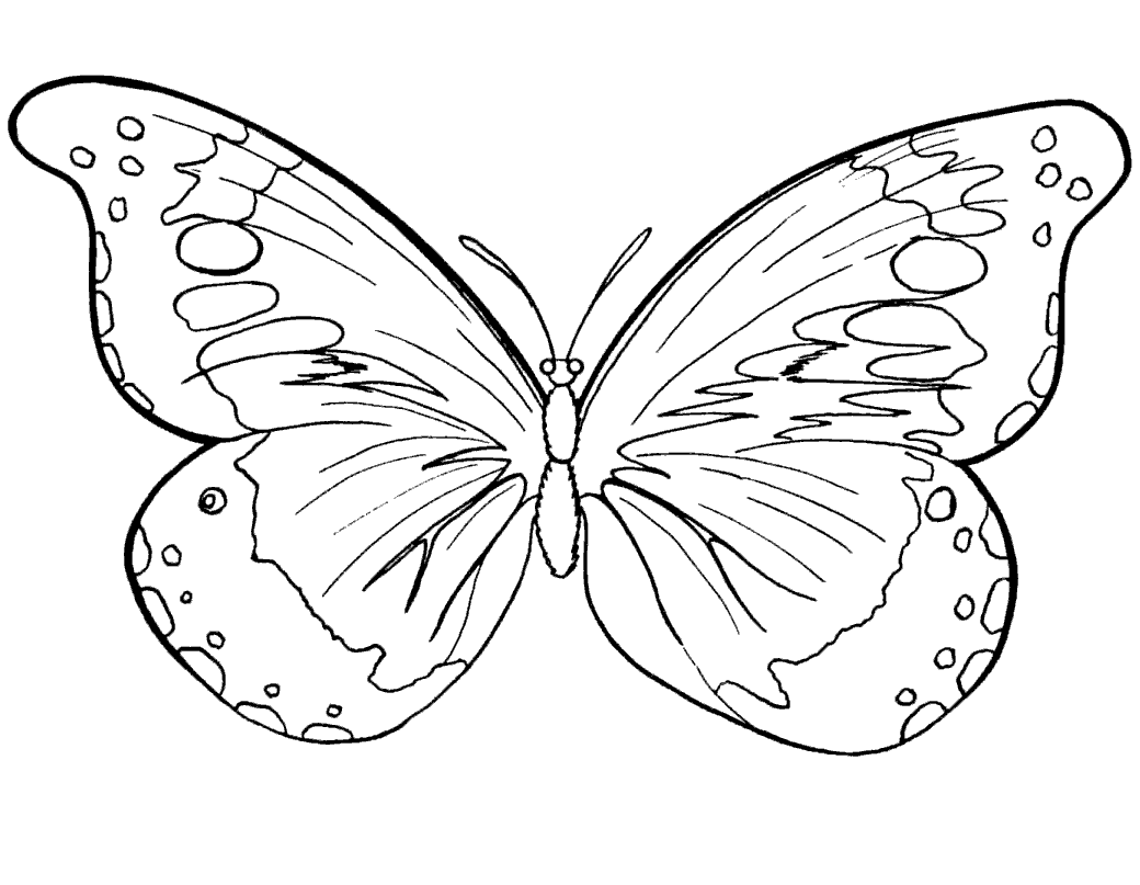 butterfly pictures to color butterfly coloring pages for kids 100 images print for free pictures to butterfly color 
