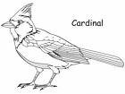 cardinal coloring pages tpwd kids cardinal and painted bunting pages cardinal coloring 