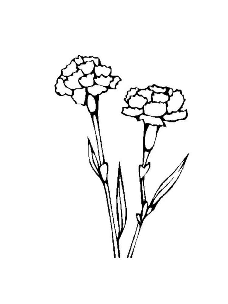 carnation coloring page carnation flower coloring pages download and print page carnation coloring 