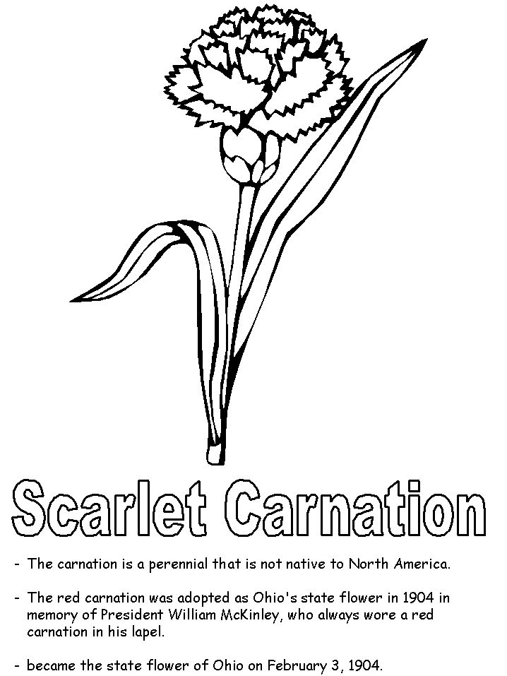 carnation coloring page the green carnation coloring page coloring sun coloring page carnation 