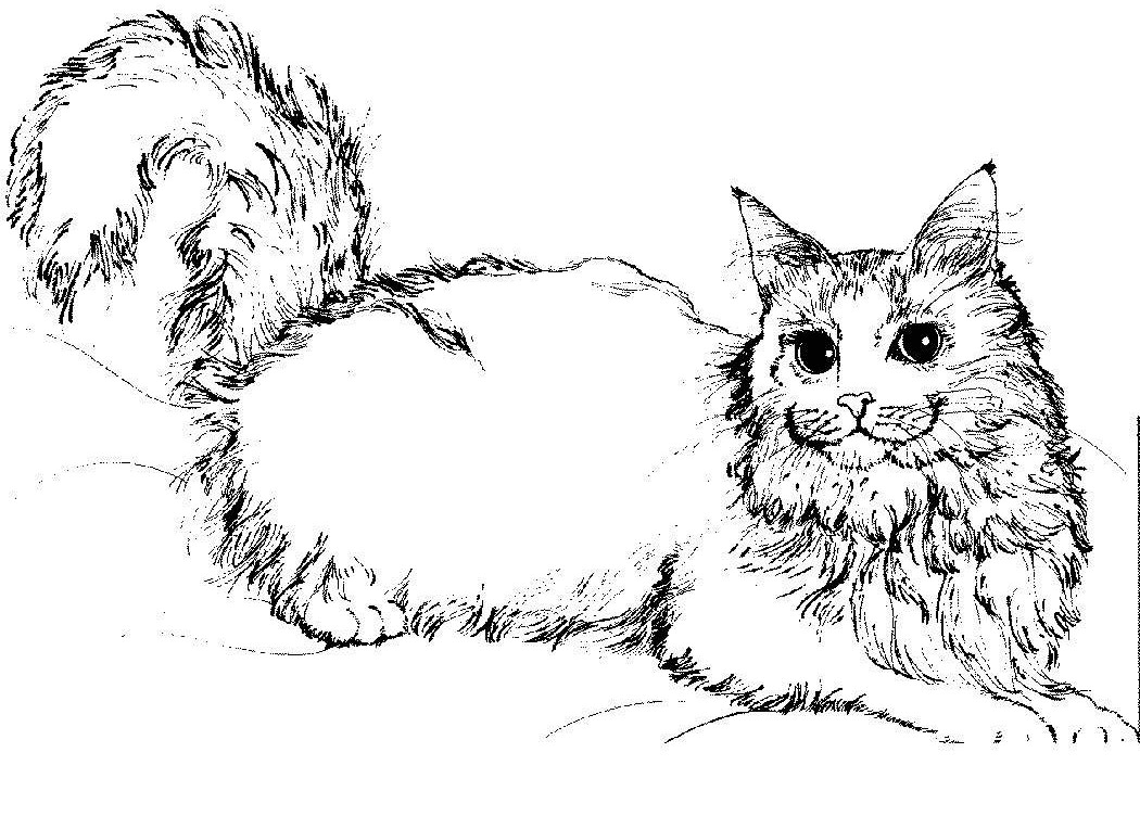 cat picture to color free printable cat coloring pages for kids cat color picture to 