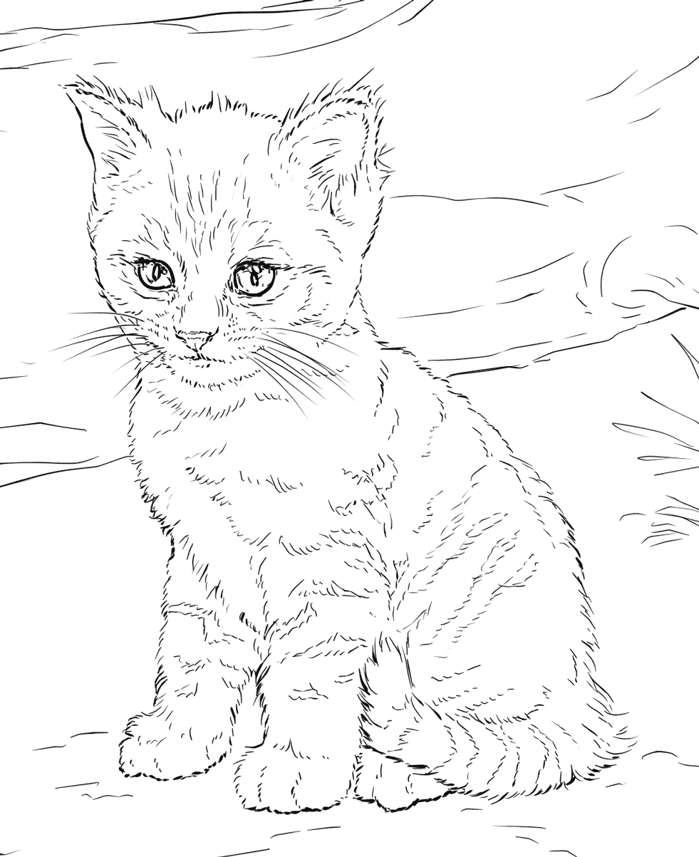 cat picture to color free printable cat coloring pages for kids cool2bkids picture to cat color 