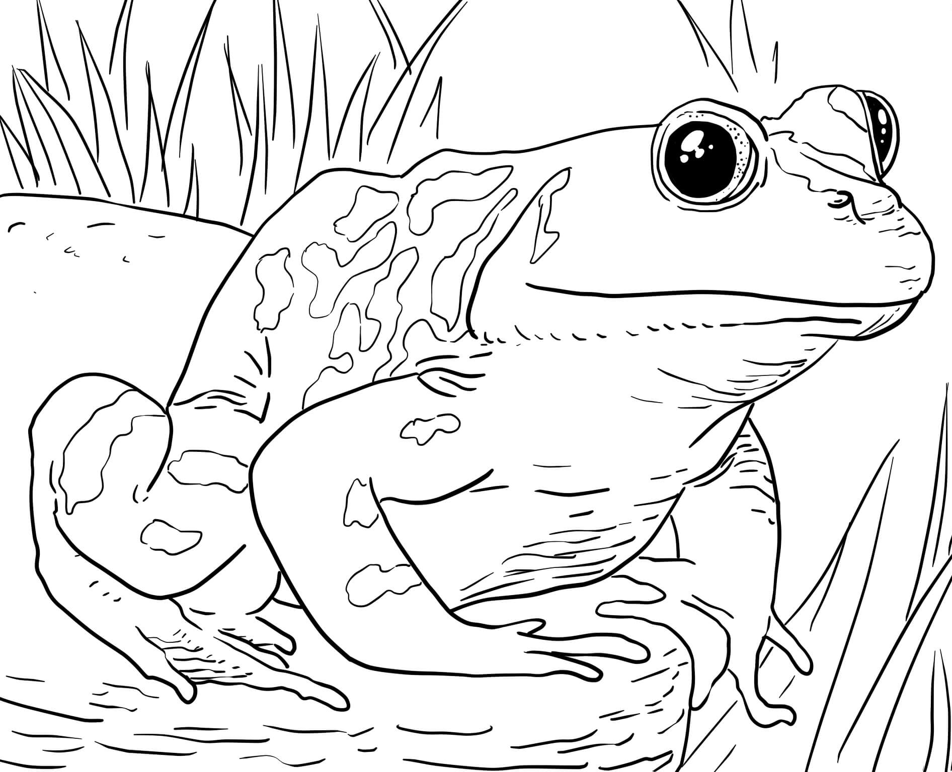 color pages of animals coloring pages animals dr odd color pages animals of 