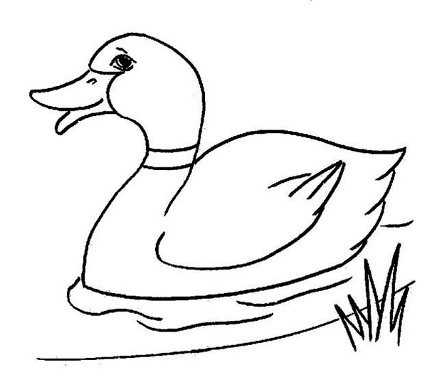 coloring book pictures of ducks baby ducks coloring pages pictures book of pictures ducks coloring 