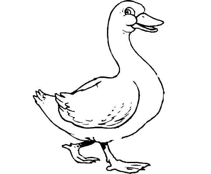 coloring book pictures of ducks duck coloring pages coloring of book pictures ducks 