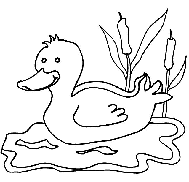 coloring book pictures of ducks duck coloring pages coloringpages1001com pictures book of ducks coloring 