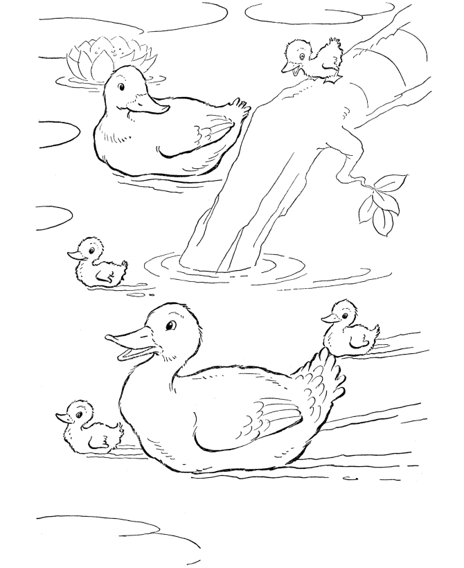 coloring book pictures of ducks farm duck kd doodle pictures ducks of coloring book 