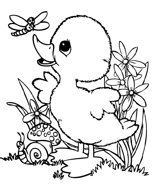 coloring book pictures of ducks top 20 free printable duck coloring pages online coloring of pictures book ducks 