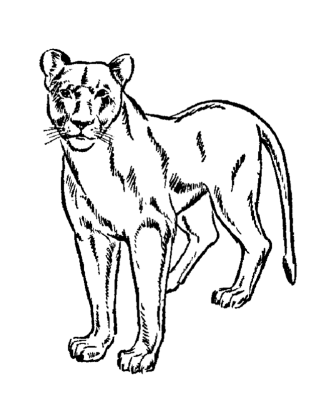 coloring page of a lion lion coloring pages wecoloringpagecom lion page of coloring a 
