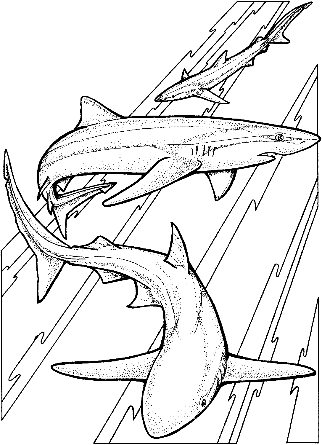 coloring page of shark shark drawing template at getdrawingscom free for of page shark coloring 