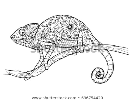 coloring pages for adults chameleon chameleon on branch chameleons lizards adult coloring pages for adults coloring chameleon 