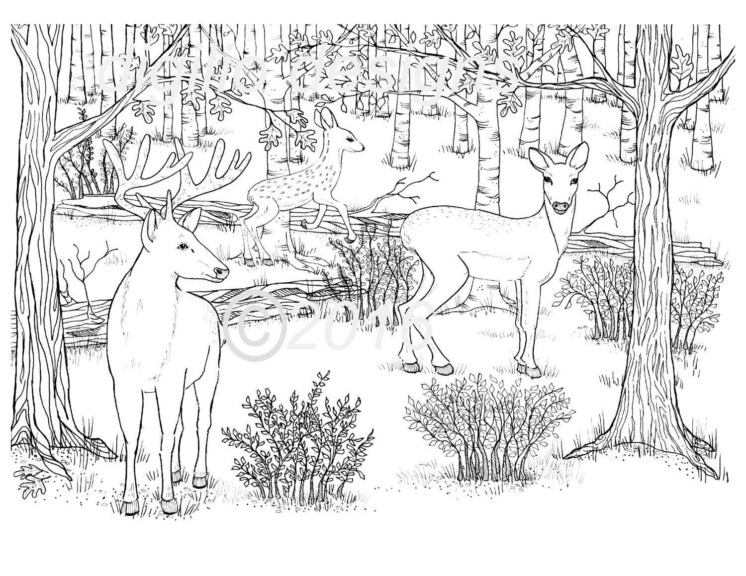 coloring pages of deer adult coloring page deer woodland forest deer in the dell wall coloring of deer pages 