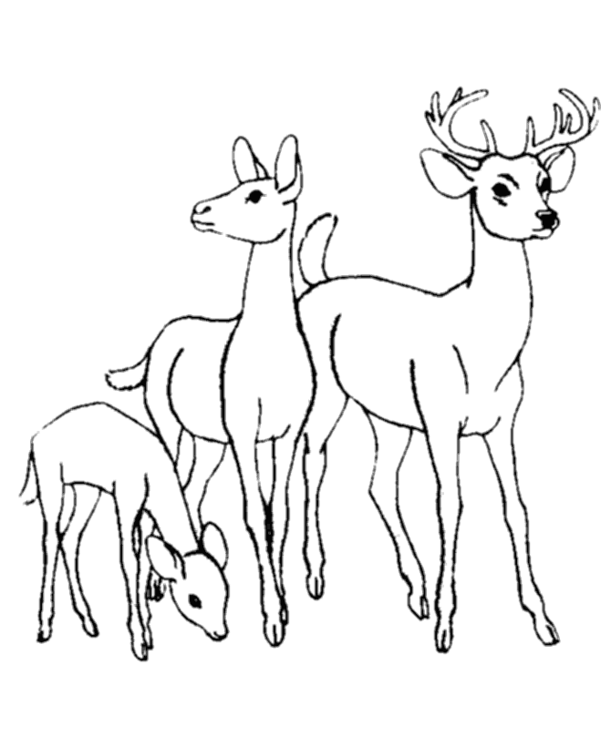 coloring pages of deer baby animals coloring pages to kids coloring of deer pages 