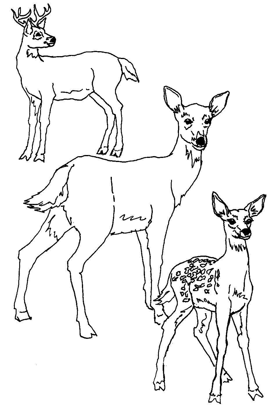 coloring pages of deer for education new animal deer coloring pages of pages coloring deer 