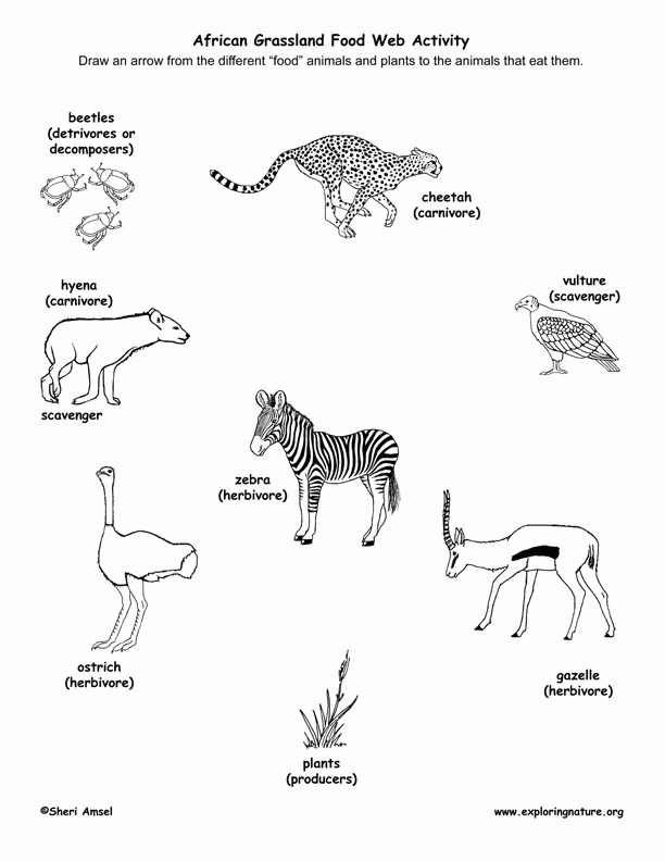 coloring pages of grassland animals 52 african savanna coloring pages pics photos african of grassland animals pages coloring 