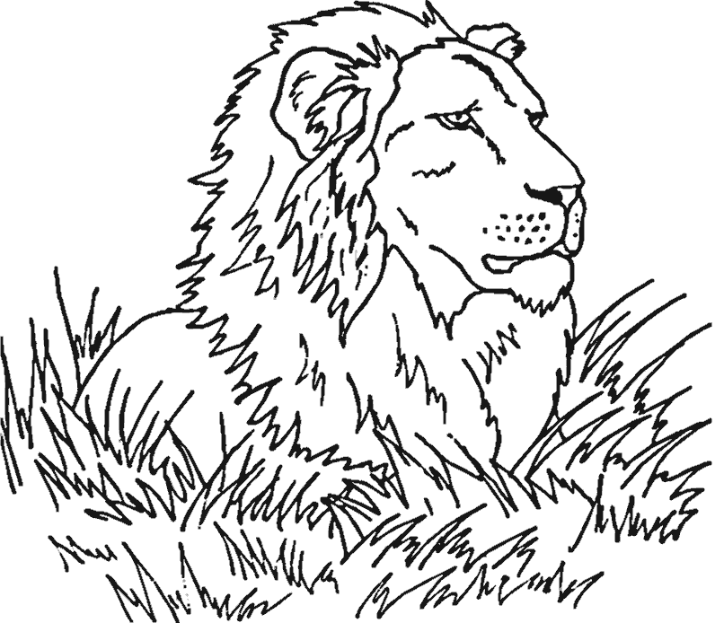coloring pages of grassland animals grassland coloring pages animals pages coloring grassland of 