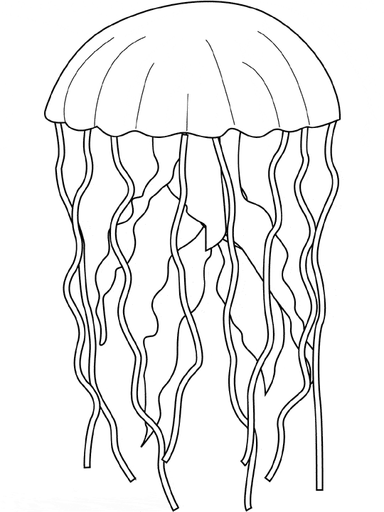 coloring pages of jellyfish realistic jellyfish drawing at getdrawingscom free for jellyfish coloring pages of 