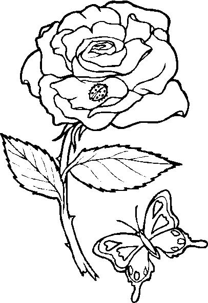 coloring pages of roses and butterflies june 2009 coloring butterflies pages roses of and 