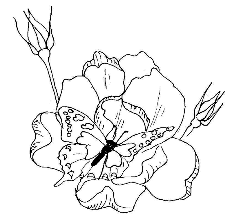 coloring pages of roses and butterflies parade bush rose with butterfly coloring online super butterflies pages coloring of and roses 