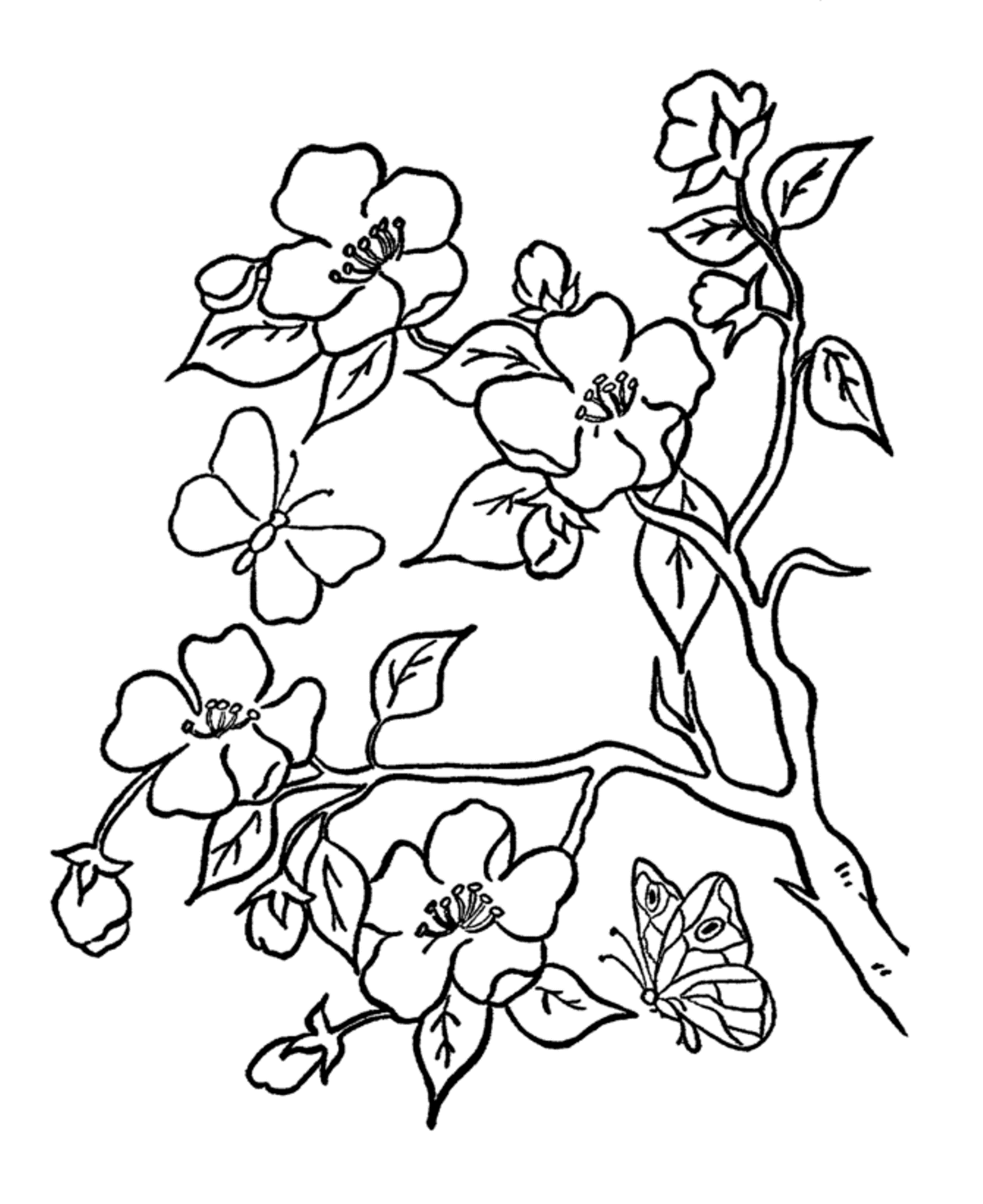 coloring pages of roses and butterflies Цветя за оцветяване mama dnes and of roses pages coloring butterflies 