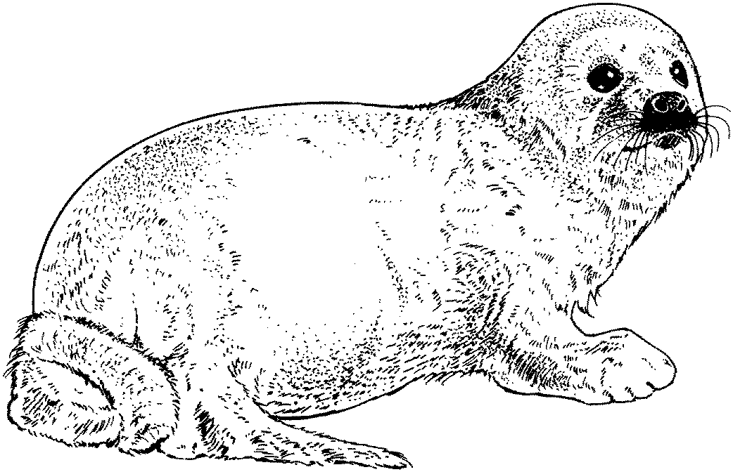 coloring pages of seals free seal coloring pages coloring seals pages of 