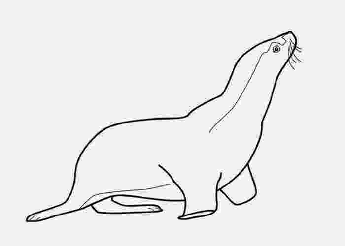 coloring pages of seals free seal coloring pages pages of coloring seals 