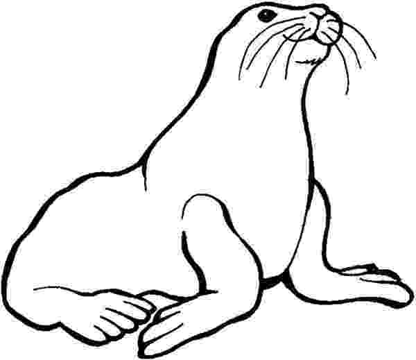 coloring pages of seals monk seal colouring pages for kids preschool and pages seals of coloring 